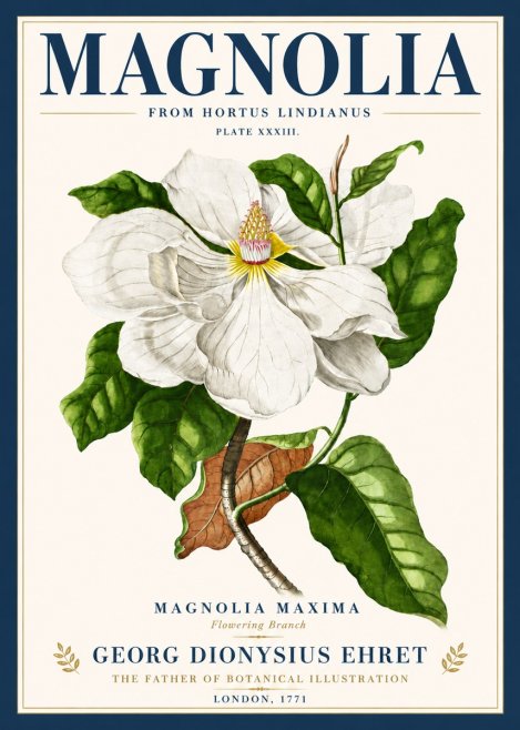 Georg Dionysius Ehret Magnolia Maxima - Flowering Branch No6 - Plakát