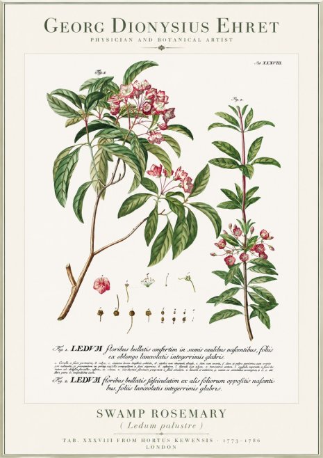 Georg Dionysius Ehret Swamp Rosemary (Ledum Palustre) No1 - Plakát