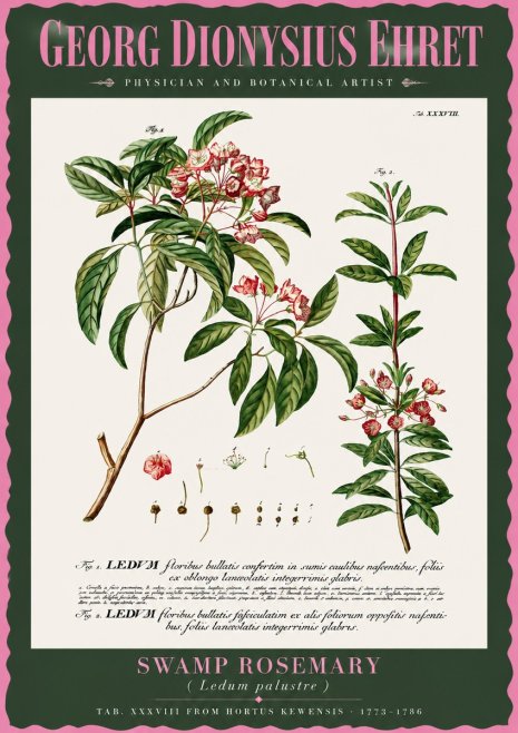 Georg Dionysius Ehret Swamp Rosemary (Ledum Palustre) No2 - Plakát