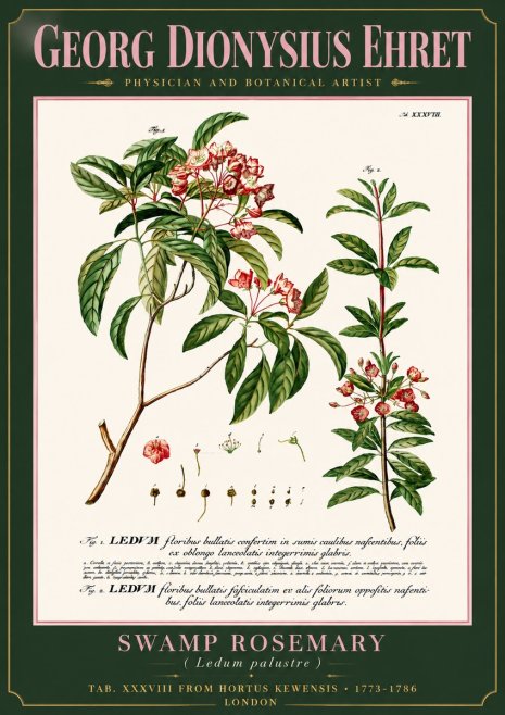 Georg Dionysius Ehret Swamp Rosemary (Ledum Palustre) No6 - Plakát