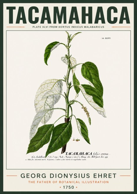 Georg Dionysius Ehret Tacamahaca (Saddlewood) No4 - Plakát