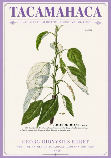 Georg Dionysius Ehret Tacamahaca (Saddlewood) No5 - Plakát