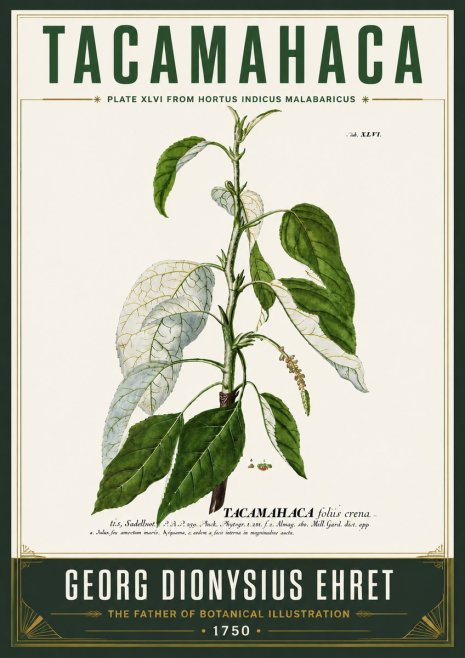 Georg Dionysius Ehret Tacamahaca (Saddlewood) No6 - Plakát