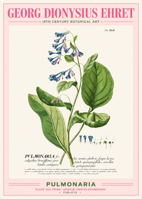 Georg Dionysius Ehret Pulmonaria No2 - Plakát