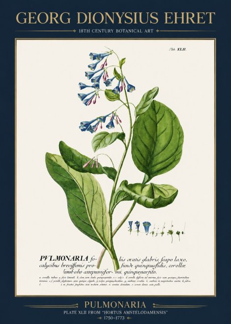 Georg Dionysius Ehret Pulmonaria No3 - Plakát