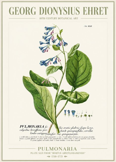 Georg Dionysius Ehret Pulmonaria No4 - Plakát