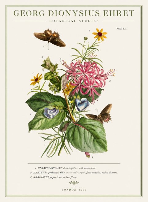 Georg Dionysius Ehret Botanical Studies - Plate Ix No1 - Plakát