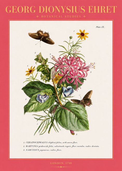 Georg Dionysius Ehret Botanical Studies - Plate Ix No2 - Plakát