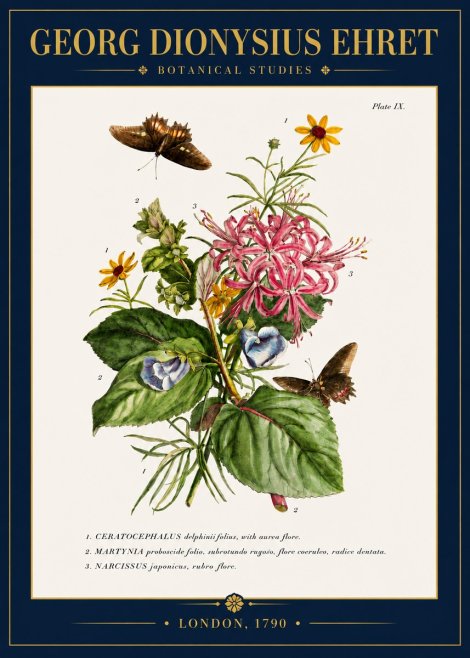 Georg Dionysius Ehret Botanical Studies - Plate Ix No4 - Plakát