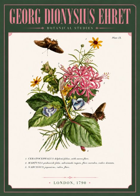 Georg Dionysius Ehret Botanical Studies - Plate Ix No6 - Plakát