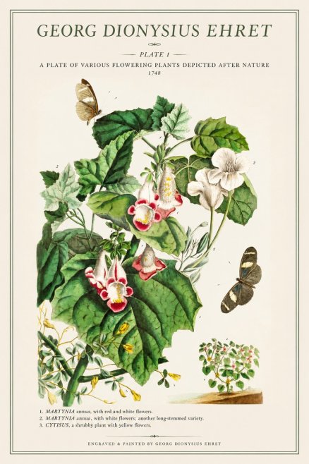 Georg Dionysius Ehret A Plate of Various Flowering Plants Depicted After Nature 1748 No1 - Plakát