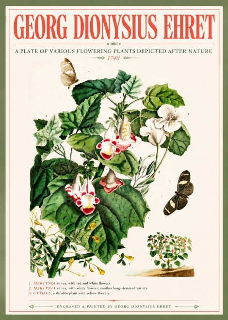 Georg Dionysius Ehret A Plate of Various Flowering Plants Depicted After Nature 1748 No5 - Plakát
