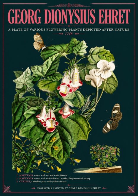 Georg Dionysius Ehret A Plate of Various Flowering Plants Depicted After Nature 1748 No6 - Plakát