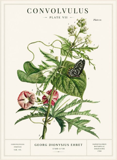 Georg Dionysius Ehret Convolvulus - Plate Vii No1 - Plakát