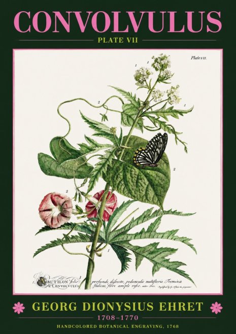 Georg Dionysius Ehret Convolvulus - Plate Vii No2 - Plakát