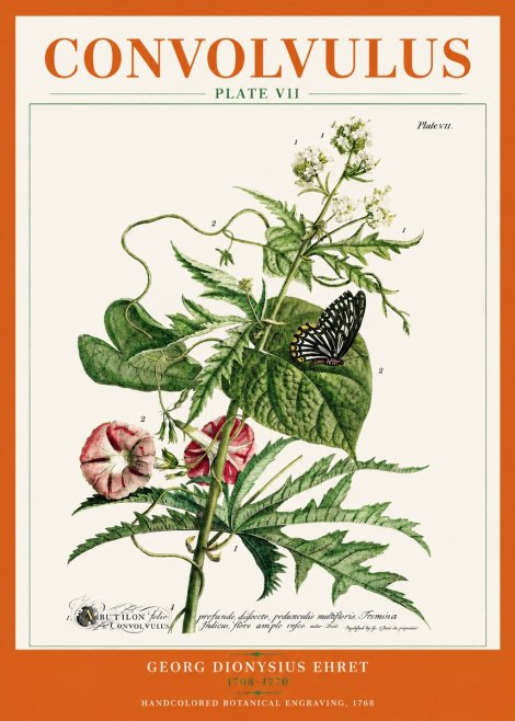 Georg Dionysius Ehret Convolvulus - Plate Vii No3 - Plakát