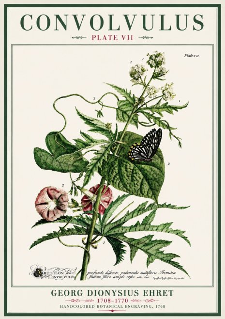 Georg Dionysius Ehret Convolvulus - Plate Vii No4 - Plakát