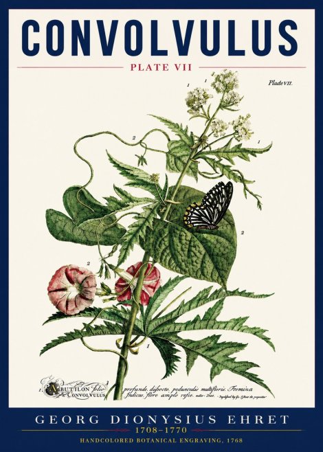 Georg Dionysius Ehret Convolvulus - Plate Vii No5 - Plakát