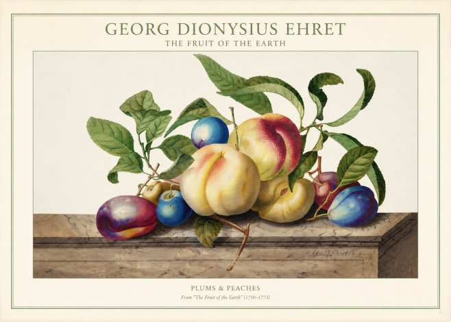Georg Dionysius Ehret Plums & Peaches No1 - Plakát