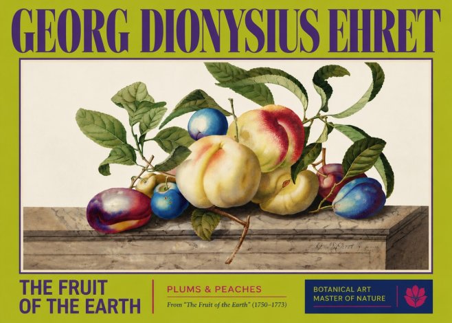 Georg Dionysius Ehret Plums & Peaches No3 - Plakát
