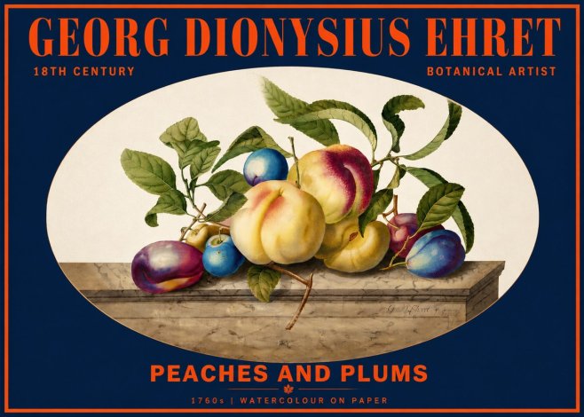 Georg Dionysius Ehret Plums & Peaches No6 - Plakát