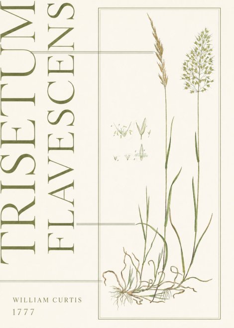 William Curtis Trisetum Flavescens I No5 - Plakát