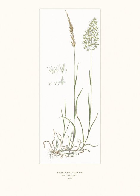 William Curtis Trisetum Flavescens I No6 - Plakát