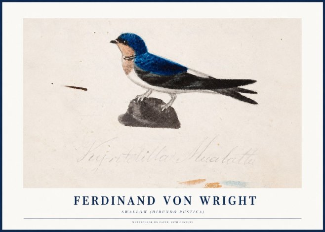 Ferdinand von Wright Swallow (Hirundo Rustica) No1 - Plakát