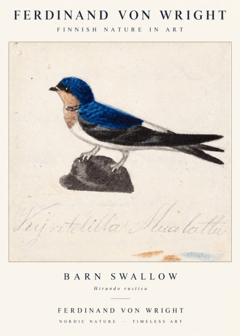 Ferdinand von Wright Swallow (Hirundo Rustica) No2 - Plakát
