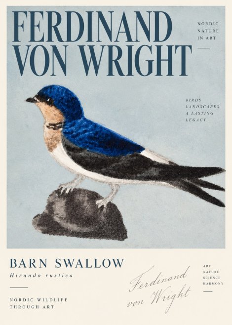 Ferdinand von Wright Swallow (Hirundo Rustica) No4 - Plakát