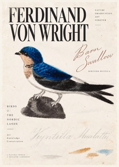 Ferdinand von Wright Swallow (Hirundo Rustica) No5 - Plakát