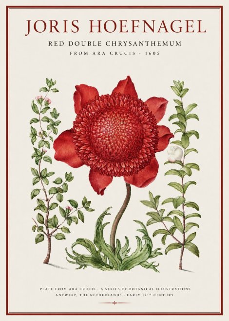 Joris Hoefnagel Red Double Chrysanthemum No1 - Plakát