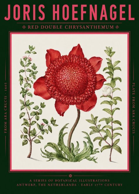 Joris Hoefnagel Red Double Chrysanthemum No2 - Plakát