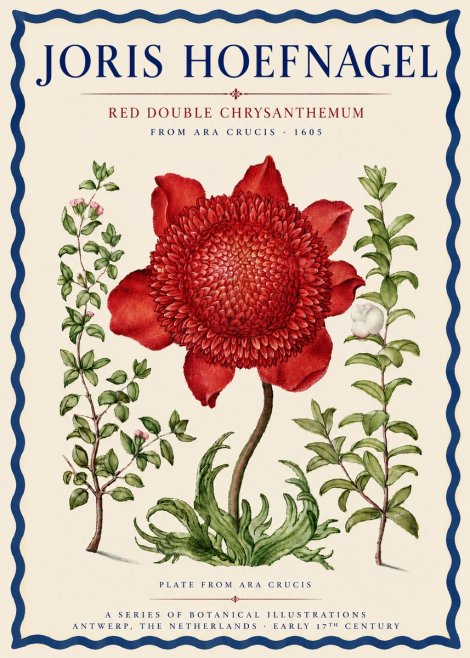 Joris Hoefnagel Red Double Chrysanthemum No3 - Plakát