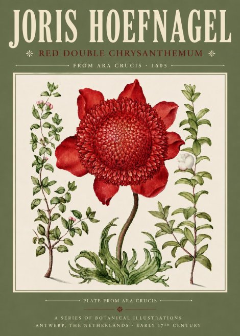 Joris Hoefnagel Red Double Chrysanthemum No4 - Plakát