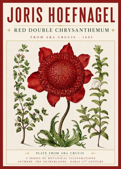 Joris Hoefnagel Red Double Chrysanthemum No5 - Plakát