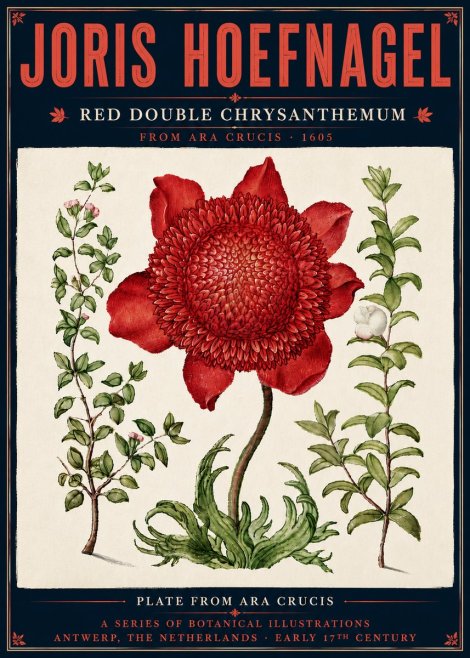 Joris Hoefnagel Red Double Chrysanthemum No6 - Plakát