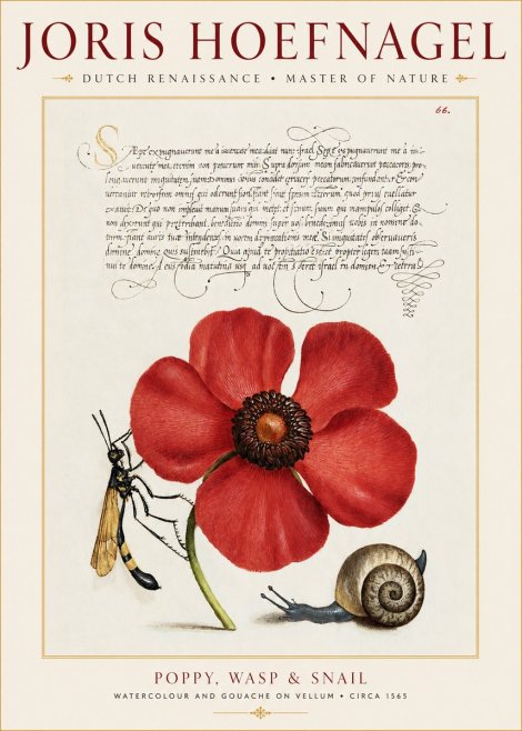 Joris Hoefnagel Poppy, Wasp & Snail No1 - Plakát