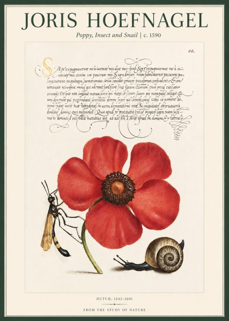 Joris Hoefnagel Poppy, Wasp & Snail No2 - Plakát