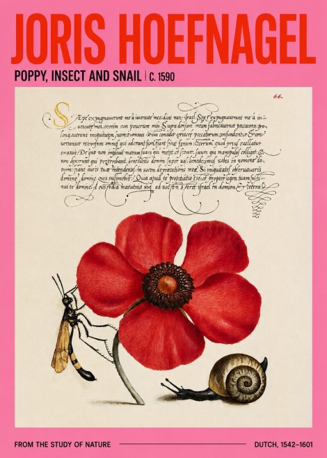 Joris Hoefnagel Poppy, Wasp & Snail No4 - Plakát