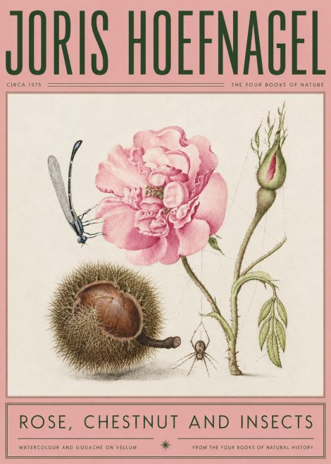 Joris Hoefnagel Rose, Chestnut and Insects No2 - Plakát