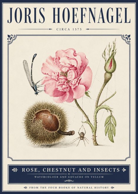 Joris Hoefnagel Rose, Chestnut and Insects No5 - Plakát