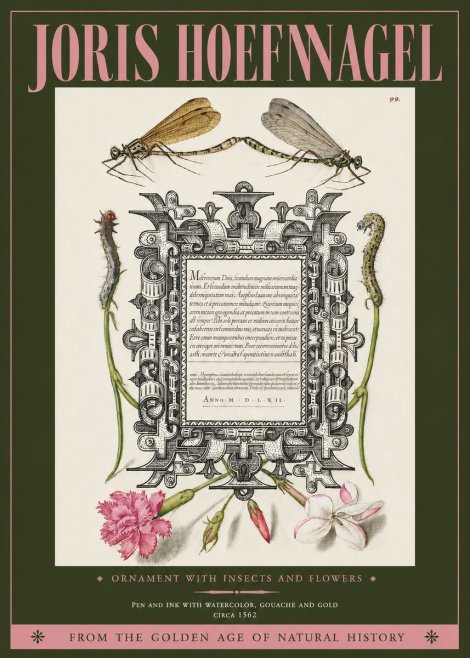 Joris Hoefnagel Ornamental Frame with Damselflies, Caterpillars and Flowers No4 - Plakát