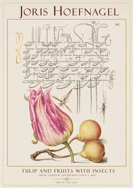 Joris Hoefnagel Tulip and Fruits with Insects No1 - Plakát