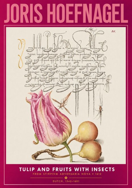 Joris Hoefnagel Tulip and Fruits with Insects No2 - Plakát