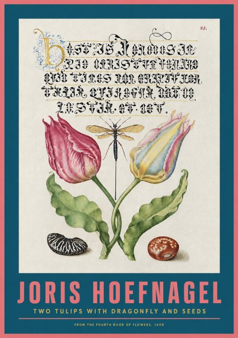 Joris Hoefnagel Two Tulips with Dragonfly and Seeds No2 - Plakát