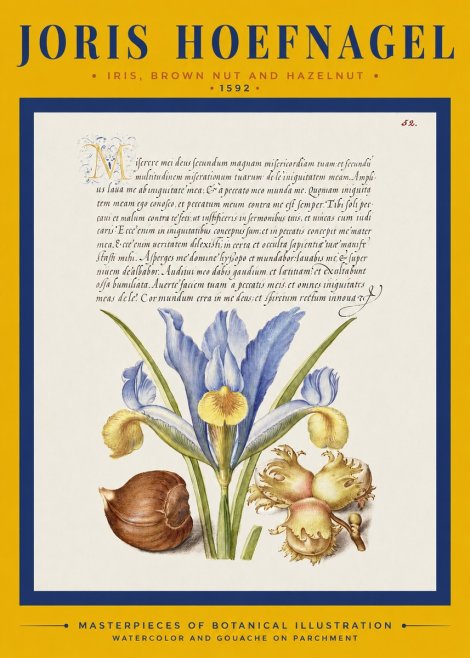 Joris Hoefnagel Iris, Brown Nut and Hazelnut No2 - Plakát