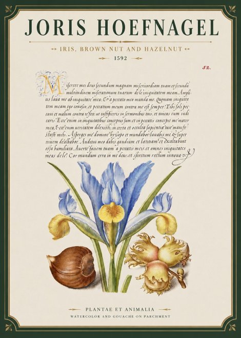 Joris Hoefnagel Iris, Brown Nut and Hazelnut No3 - Plakát