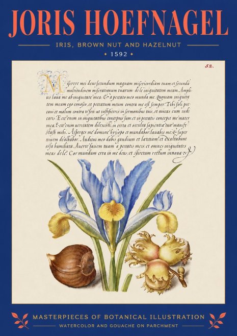 Joris Hoefnagel Iris, Brown Nut and Hazelnut No4 - Plakát