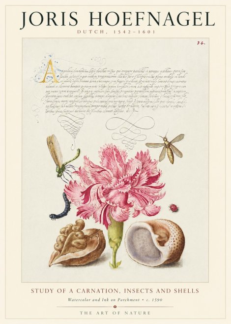 Joris Hoefnagel Study of a Carnation, Insects and Shells No1 - Plakát